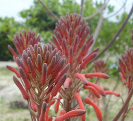 Aloe vera