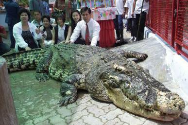 crocodile1.jpg