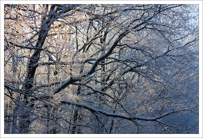 Зима, лес, иней