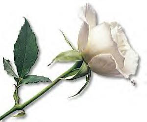 mothers-day-white-rose.jpg