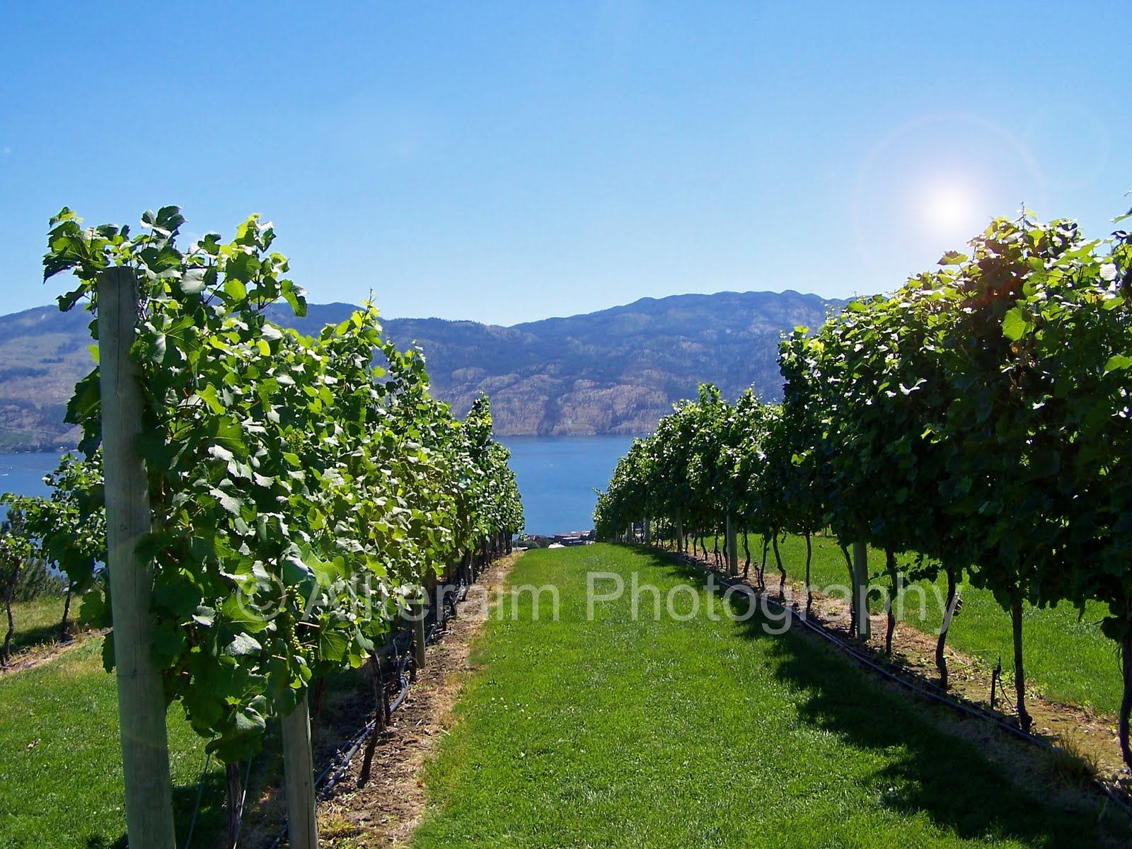 Allteraim Photography Mission Hill Winery