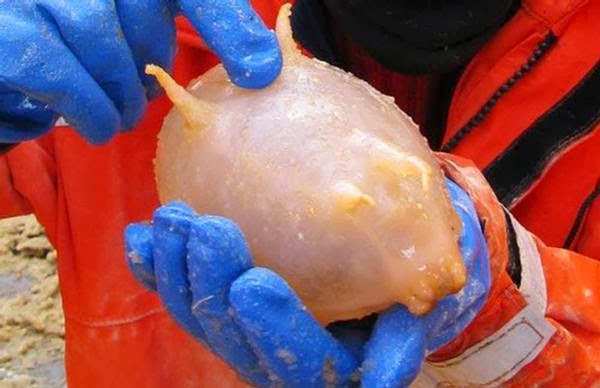 [145733,xcitefun-weirdest-animal-03.jpg]