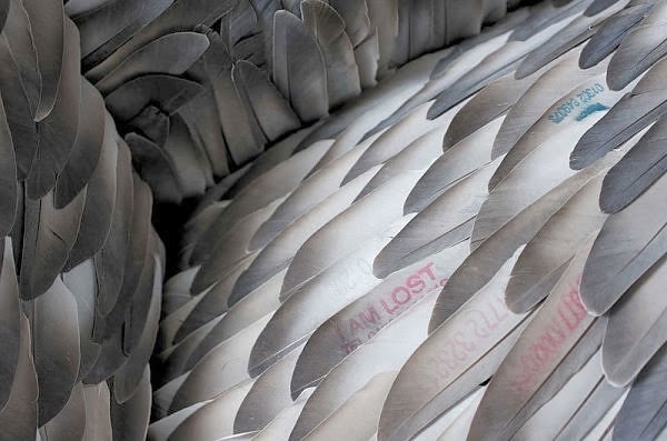 [Feather+Art+(6).jpg]