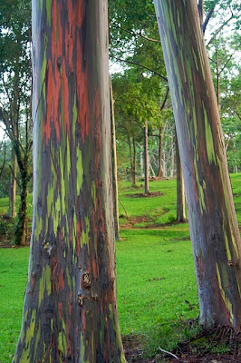 Amazing_Rainbow_Eucalyptus_Tree_1