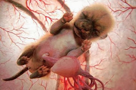 Embryotic_Animal_Pictures_5