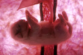 Embryotic_Animal_Pictures_4