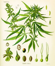 The Cannabis Plant