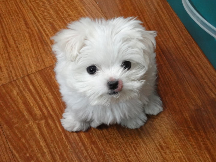 El rincón de Cumbrans.: La dieta y la alimentación del perro