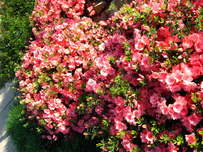 Katescabinbirdsanctuaryintexas From My Kitchen Window Althea And