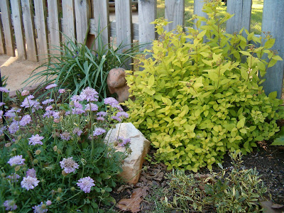 Niemeyer Landscaping Shibori Spirea