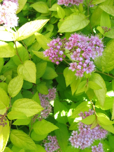 Garden Beauty Pink Spirea Shrub