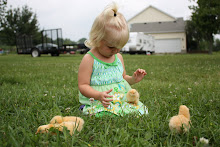 Summer with baby chicks
