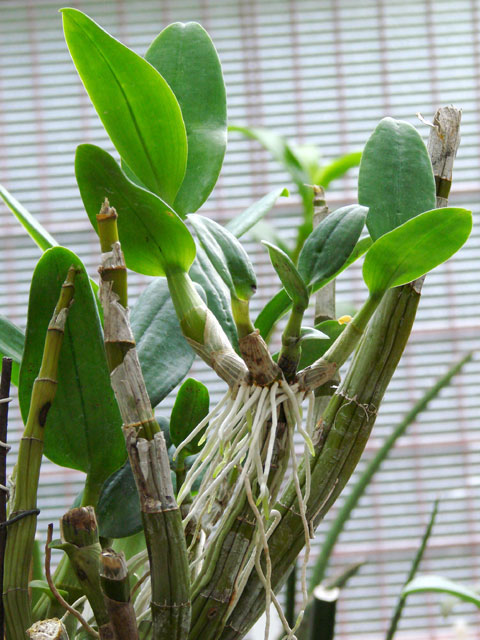bunga anggrek Anggrek Tebu Grammatophyllum speciosum 