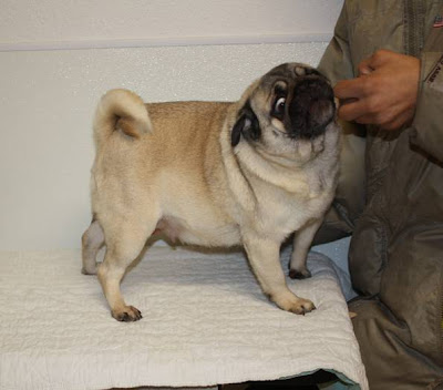 Is My Pug Pregnant 65