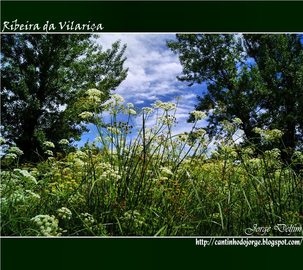 O CANTINHO DO JORGE: Ribeira da Vilariça