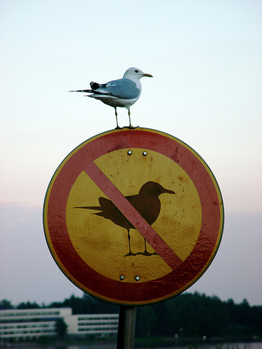 Welsh+Gull.jpg
