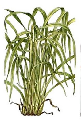 Buy nolvadex pct uk Buy nolvadex pct uk