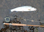 Oregon Coastal Cutthroat Trout