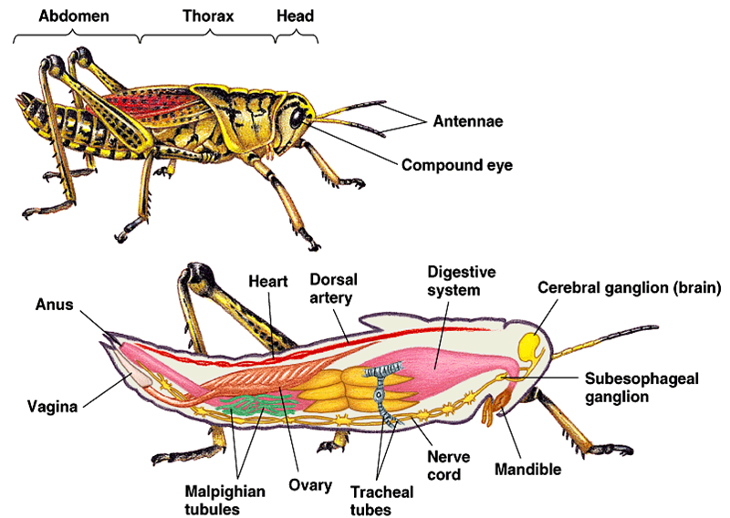 Contoh Hewan Mamalia Aves Pisces Amphibia Reptilia - Mi Putri Contoh Hewan Mamalia Aves Pisces Amphibia Reptilia - Mi Putri