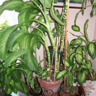 Investigadores hallan plantas tóxicas comunes en jardines de infantes