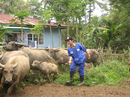 Vaksinasi Septicaemia Epizootica