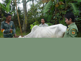 PENGOBATAN MASAL