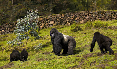 Guhondo the silverback with his family