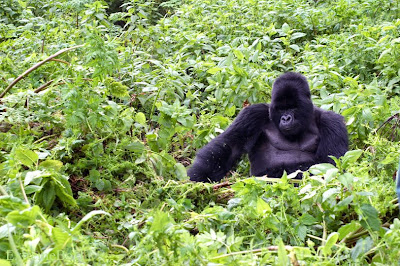 Susa family gorilla