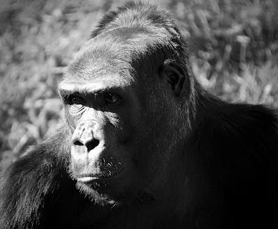 Gorilla portrait in black and white