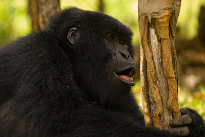 The gorilla Kampanga eating eucalpytus