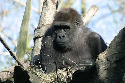 Female gorilla