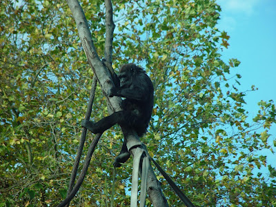Young gorilla in a tree