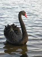 A special friend we made with this beautiful black swan