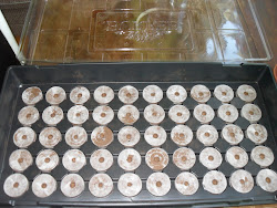 greenhouse eaten garden pellet biodegradable equipped pellets humidity fibre puchased dome tire canadian grow kit