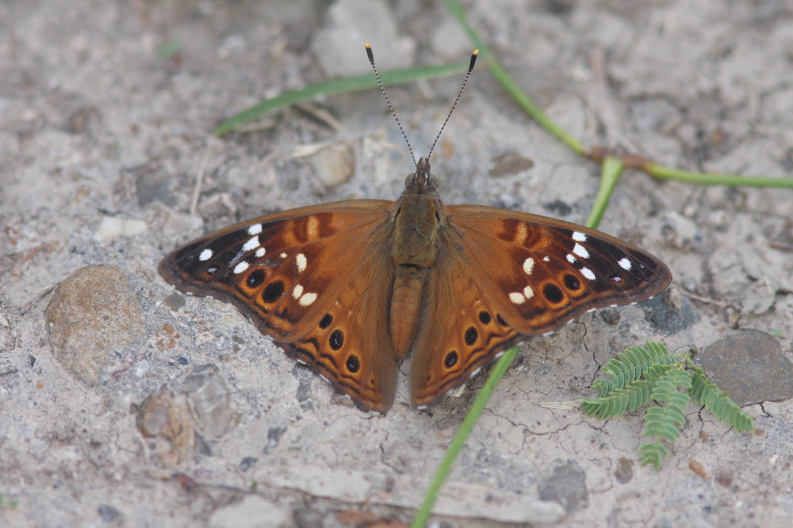 Quabbin birding and beyond Texas butterflies Part 1