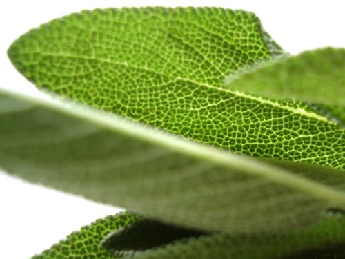 Grüsse aus der Küche: Saltimbocca vom Seeteufel mit Salbei-Gnocchi Grüsse aus der Küche: Saltimbocca vom Seeteufel mit Salbei-Gnocchi