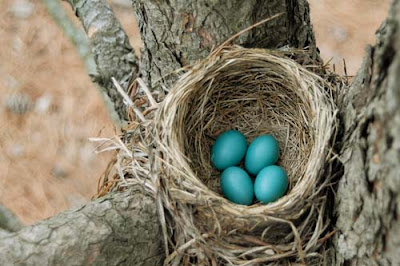 nest with robin eggs by Jeanne Selep Imaging
