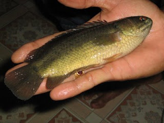 Ikan Betuk / Puyu / Climbing perch (Anabas testudineus) | Kalau Kail
