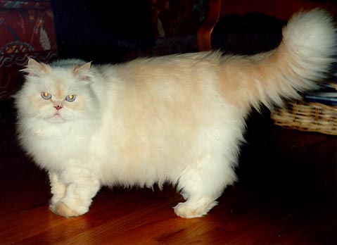 online-petshop: Jual murah kucing anggora dan persia