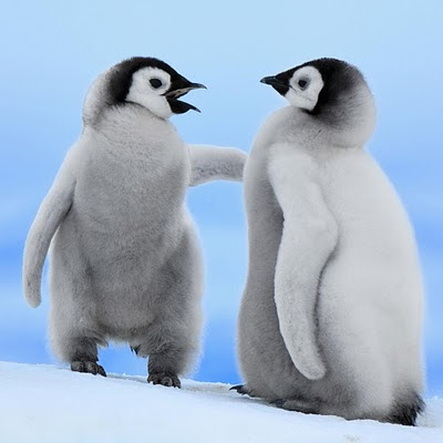 download free wallpapers for iPad Baby Penguins