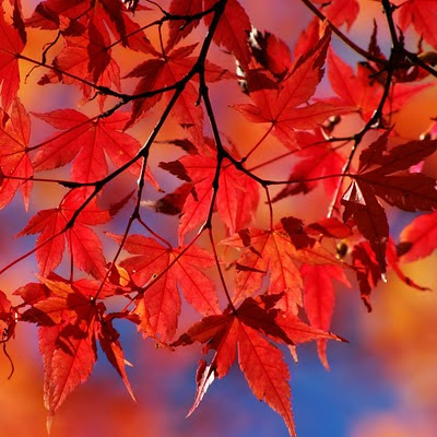 Autumn red leaves download free wallpapers for Apple iPad