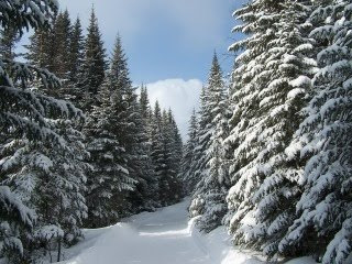 Snijeg, borovi, zima download besplatne pozadine slike za mobitele