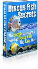 Discus Fish Secret
