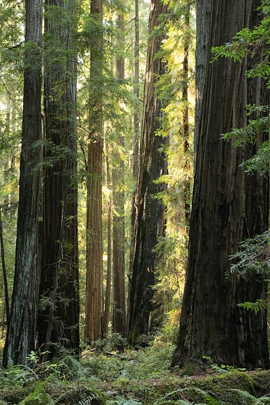 [redwoods.jpg]
