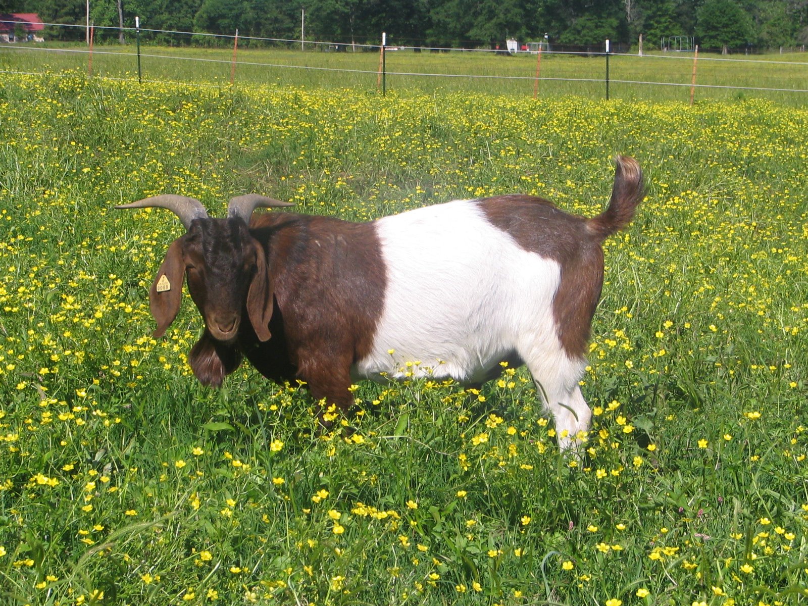 Harmon PFarms BOER MEAT GOATS
