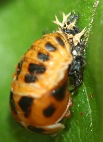 [beetles.jpg]