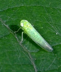 [leafhopper_jassids.jpg]
