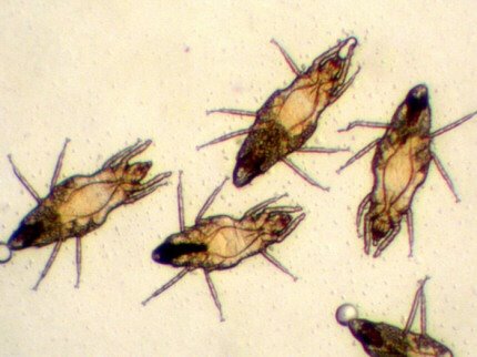 [pyemotes_mites003.jpg]