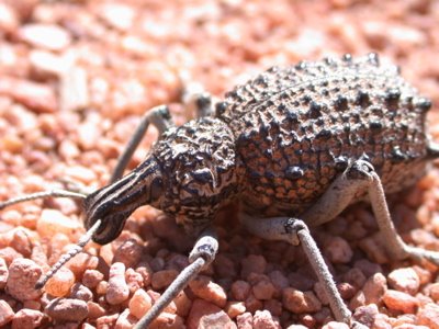 [spiny+beetle.jpg]