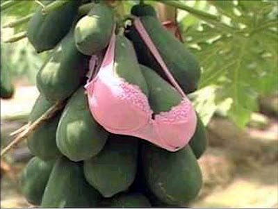 papaya+with+bra...bmp